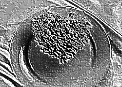Skamielina