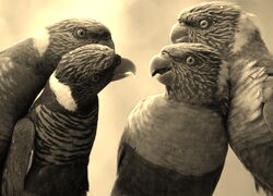 Szary + Sepia