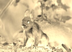 Sepia + Negatyw