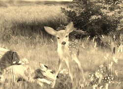 Szary + Sepia