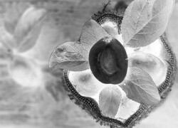 Szary + Negatyw