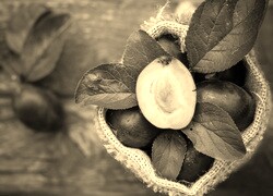 Szary + Sepia