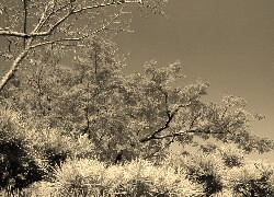 Szary + Sepia