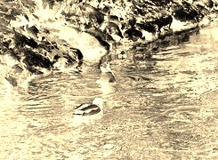 Sepia + Negatyw