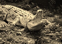 Szary + Sepia