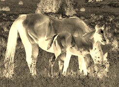 Sepia + Negatyw