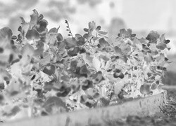 Szary + Negatyw