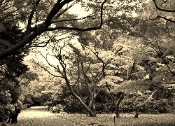 Szary + Sepia
