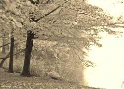 Szary + Sepia