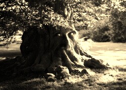 Szary + Sepia