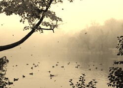 Szary + Sepia