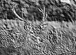 Skamielina