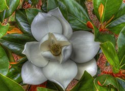 Oryginalny obrazek
