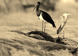 Szary + Sepia