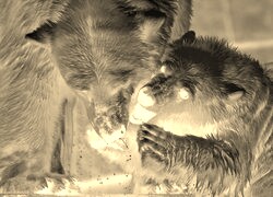 Sepia + Negatyw