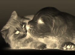 Sepia + Negatyw