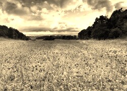 Szary + Sepia