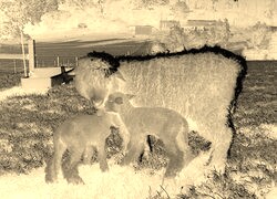 Sepia + Negatyw