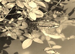 Sepia