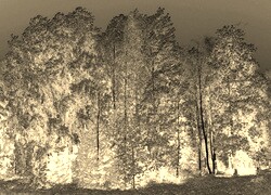 Sepia + Negatyw