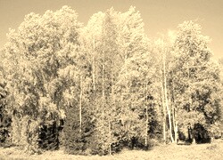 Szary + Sepia