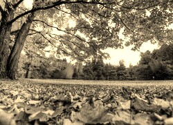 Szary + Sepia