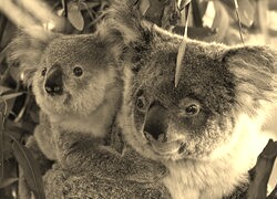 Sepia