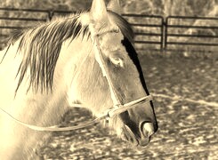 Sepia + Negatyw
