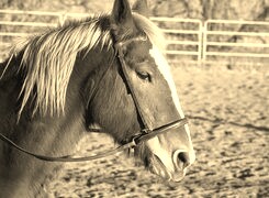 Sepia