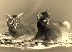 Sepia + Negatyw