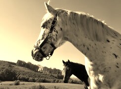 Szary + Sepia