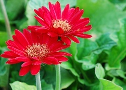 Oryginalny obrazek
