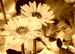 Sepia + Negatyw