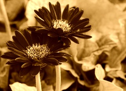 Sepia