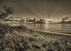 Szary + Sepia