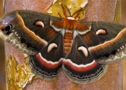 Oryginalny obrazek