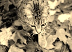 Szary + Sepia