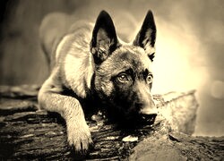 Sepia
