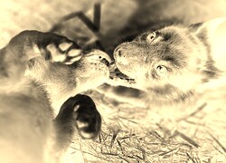 Sepia + Negatyw