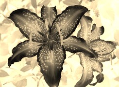 Sepia + Negatyw