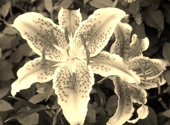 Sepia