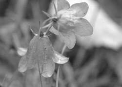 Szary