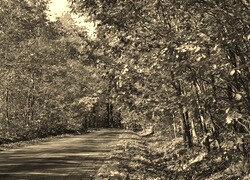Szary + Sepia