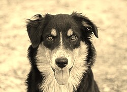 Szary + Sepia
