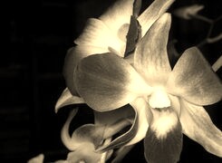 Szary + Sepia