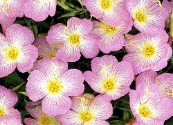 Oryginalny obrazek