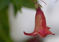 Oryginalny obrazek