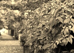 Sepia