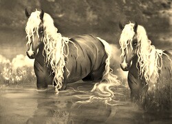Szary + Sepia