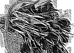 Skamielina